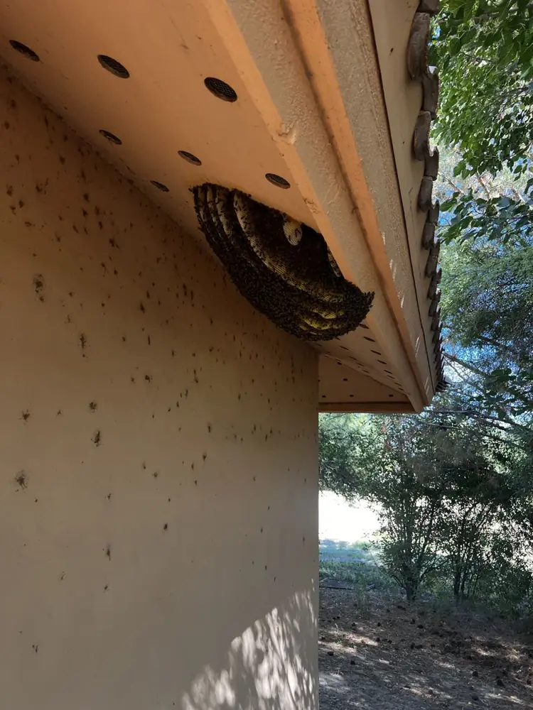 Honey bee colony with dark comb hanging under the eave of a building, with bees on the wall below
