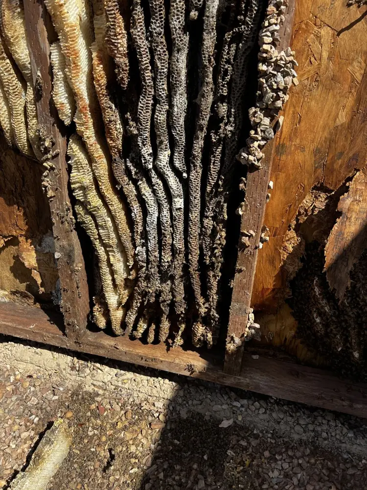 Rows of honeycomb built inside an opened wall cavity between wood framing