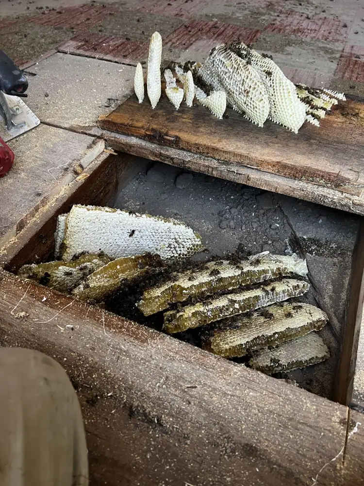 Honeycomb pulled out from under a wooden floor hatch, stacked beside the opening