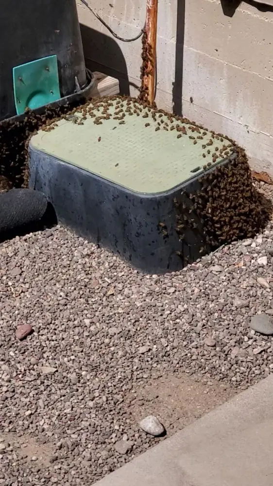 Honey bee swarm clustered on a black plastic irrigation box set in gravel next to a block wall