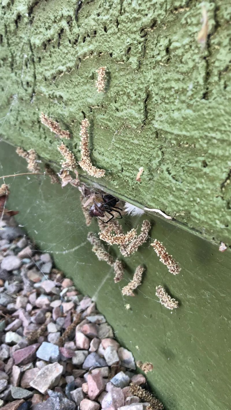 Black widow spider and egg sacs along a house wall ledge in the Gila Valley