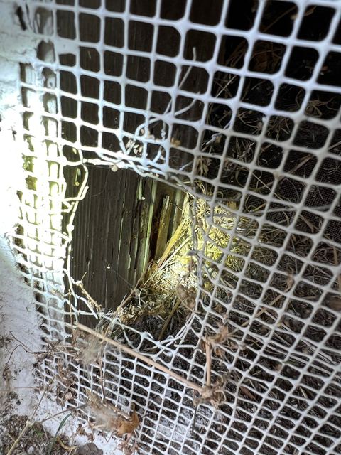 Pack Rats in Show Low & the White Mountains: Signs, Risks and How to Get Rid of Them