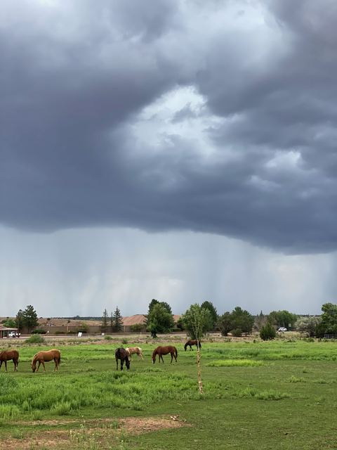 Monsoon Season Pest Prevention Guide