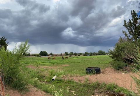 Monsoon Season Is Scorpion Season: What Graham & Greenlee Homeowners Should Watch For