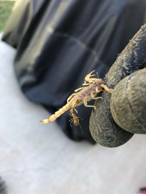 Bark Scorpion Stings in Arizona: What the Numbers Actually Say (and What to Do at 2 a.m.)