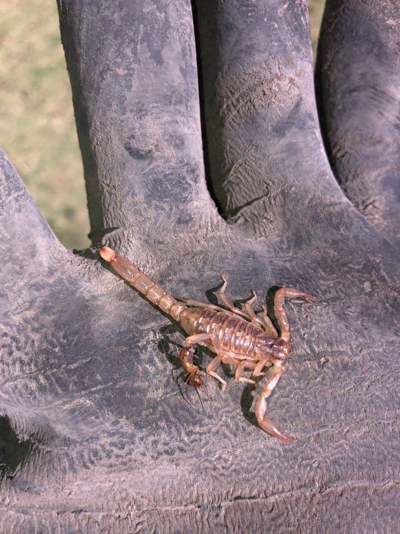 Scorpion resting on a work glove after removal