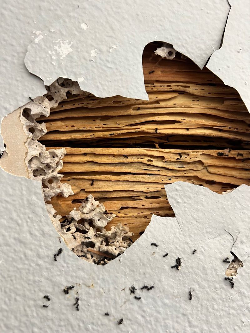 Termite Control & WDIR Inspections in Sierra Vista, AZ | Hydra Pest Control