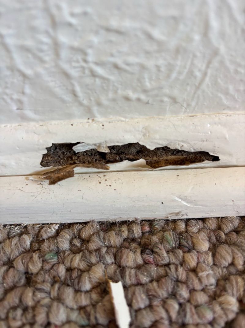 Baseboard eaten through by termites above carpet