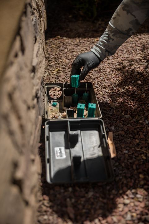 Your Gila Valley Guide to Proactive Pest Prevention Through Home Maintenance