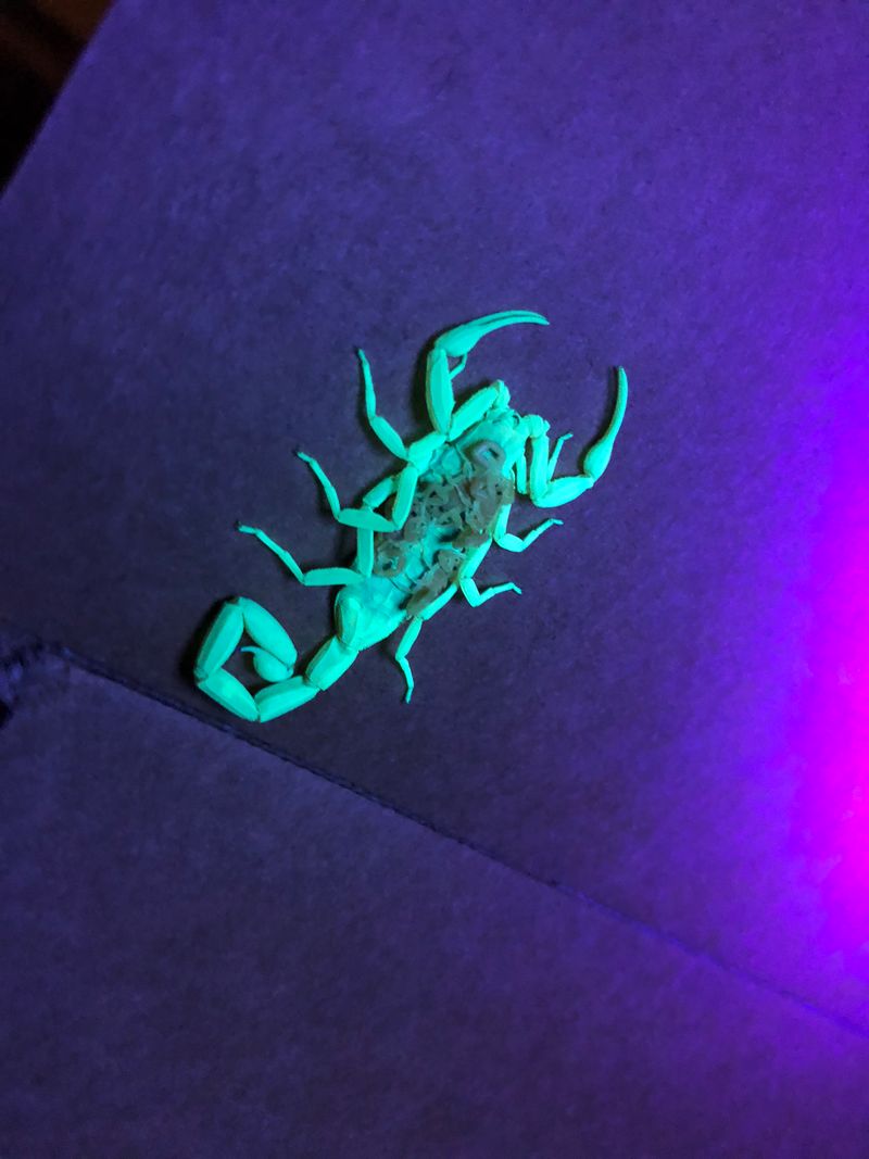 Scorpions in Sierra Vista: How to Keep Them Out | Hydra Pest Control