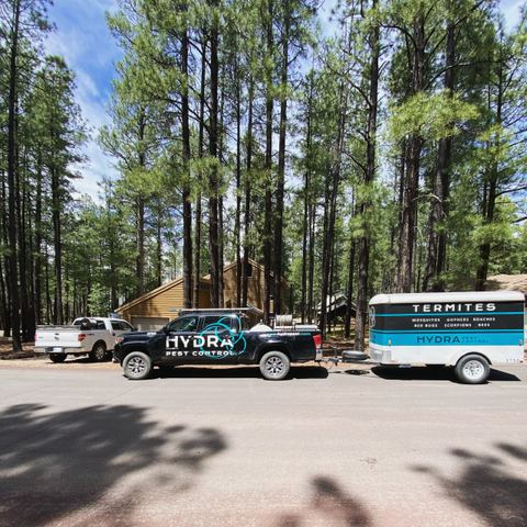 Protecting Your White Mountains Home from Termite Damage